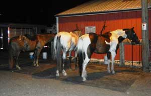 three horses standing on a hitching post mat